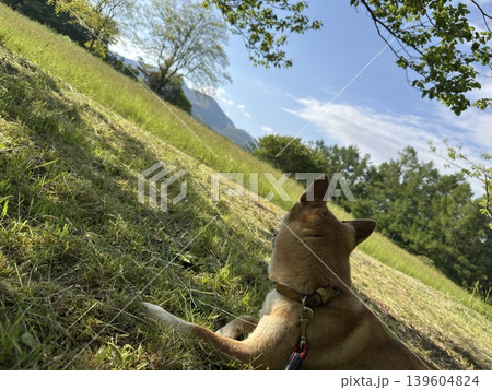 柴犬のいる風景 139604824