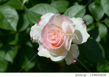 マチルダ　バラの花 139604826