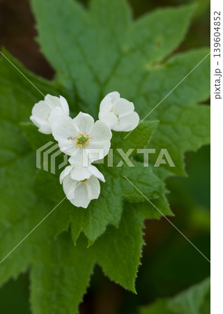 大万木のサンカヨウ 花の季節 大万木のサンカヨウ 花の季節 139604852