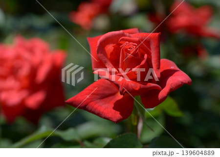 貴船　バラの花 139604889