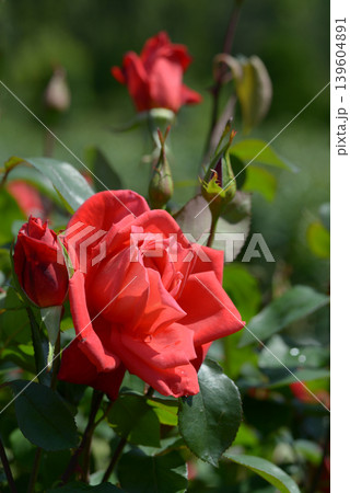 貴船　バラの花 139604891