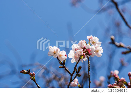 春の花 咲き始めた桜の花と青空のクローズアップ08 春の花 咲き始めた桜の花と青空のクローズアップ08 139604912