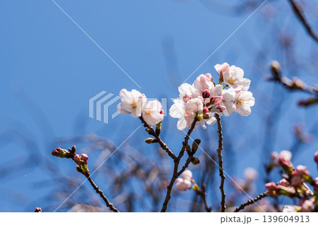 春の花 咲き始めた桜の花と青空のクローズアップ09 春の花 咲き始めた桜の花と青空のクローズアップ09 139604913