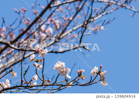 春の花 咲き始めた桜の花と青空のクローズアップ10 春の花 咲き始めた桜の花と青空のクローズアップ10 139604914