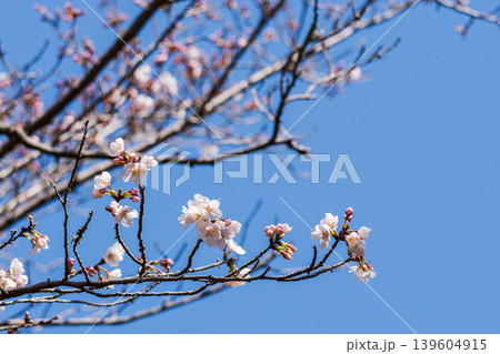 春の花 咲き始めた桜の花と青空のクローズアップ11 春の花 咲き始めた桜の花と青空のクローズアップ11 139604915