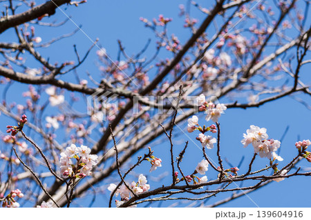 春の花 咲き始めた桜の花と青空のクローズアップ12 春の花 咲き始めた桜の花と青空のクローズアップ12 139604916