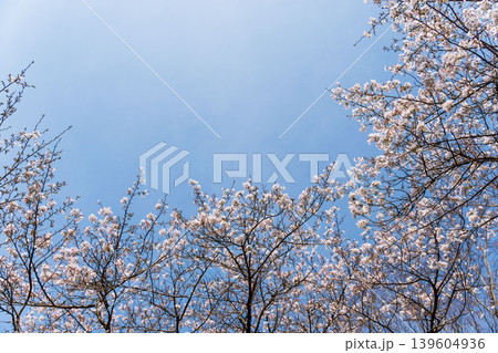 春の野山 青空と白色の桜の花を見上げる08 春の野山 青空と白色の桜の花を見上げる08 139604936