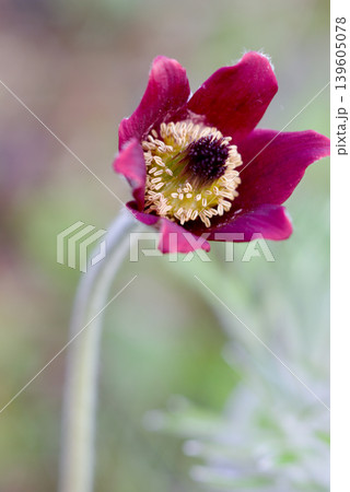 オキナグサ 花 オキナグサ 花 139605078