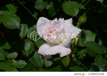 夕霧　バラの花 139605288