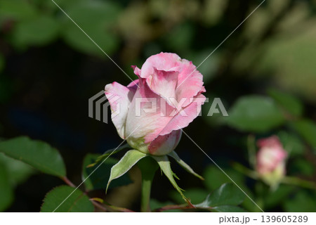 夕霧　バラの花 139605289