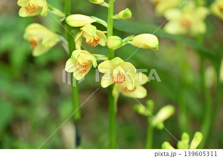 ガンゼキラン(岩石蘭)の花 ガンゼキラン(岩石蘭)の花 139605311