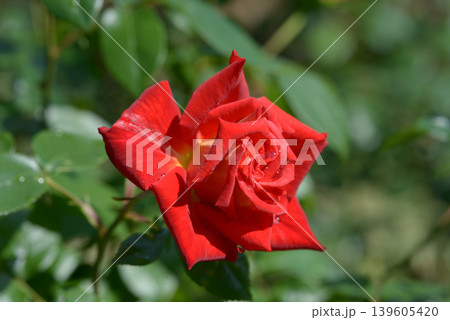 かがやき バラの花 かがやき バラの花 139605420