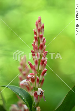 ハナミョウガ(花茗荷) ハナミョウガ(花茗荷) 139605474