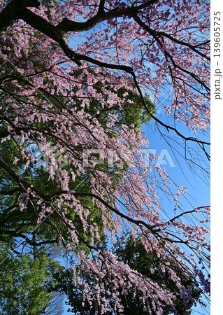 しだれ桜の内側から見上げる満開の花と青空 三島八幡神社の枝垂桜 春の風景 縦構図 いわき市 福島県 139605725