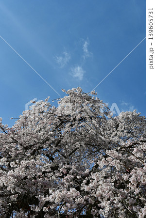 小川諏訪神社の満開のシダレザクラ 枝垂桜と青空 神社の春風景 巨樹 観光名所 いわき市 福島県 日本 139605731
