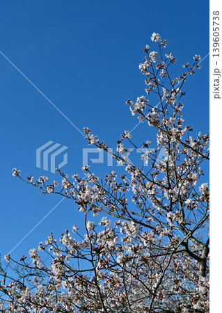 青空に映える七分咲きのソメイヨシノ 桜の蕾と開花 晴天の春イメージ 縦構図 いわき市 福島県 日本 青空に映える七分咲きのソメイヨシノ 桜の蕾と開花 晴天の春イメージ 縦構図 いわき市 福島県 日本 139605738