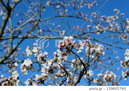 ソメイヨシノの蕾と開花し始めの桜 クローズアップ 青空背景 被写界深度 春の訪れ いわき市 福島県 ソメイヨシノの蕾と開花し始めの桜 クローズアップ 青空背景 被写界深度 春の訪れ いわき市 福島県 139605740