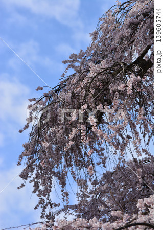 小川諏訪神社のしだれ桜 柔らかな光に包まれる満開の枝垂桜 情緒ある春風景 縦構図 いわき市 福島県 小川諏訪神社のしだれ桜 柔らかな光に包まれる満開の枝垂桜 情緒ある春風景 縦構図 いわき市 福島県 139605744