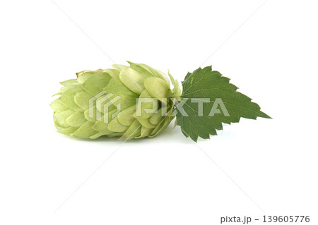 Close-up of a fresh hop cone and leaf isolated on a white background. Close-up of a fresh hop cone and leaf isolated on a white background. 139605776