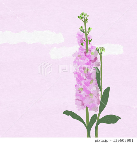 ストックの花 ストックの花 139605991