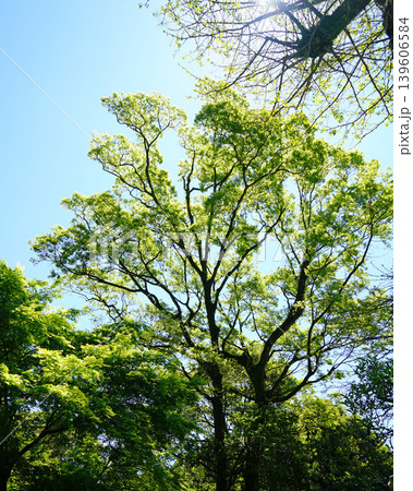 仙厳園 鹿児島県 仙厳園 鹿児島県 139606584