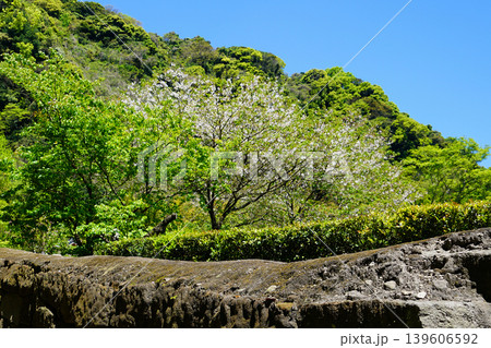 仙厳園 鹿児島県 仙厳園 鹿児島県 139606592