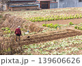 Unrecognizable elderly Chinese farmer plouging dirt in small rural village vegetables farm in China 139606626