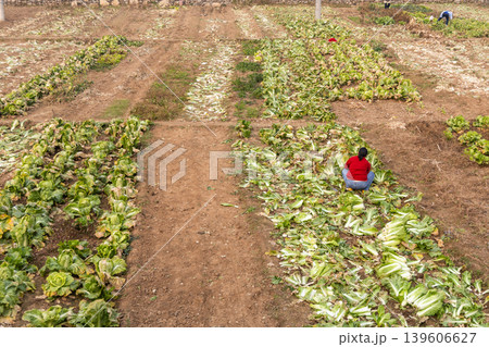 Unrecognizable Chinese farmer manually harvest vegetables in small farm in rural China village 139606627