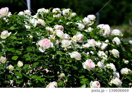 服部緑地公園 白い薔薇 服部緑地公園 白い薔薇 139606669