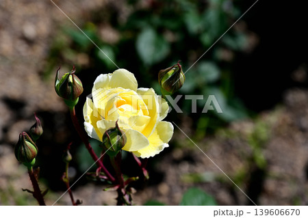 服部緑地公園　黄色い薔薇 139606670