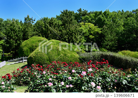 服部緑地公園　薔薇と緑 139606671