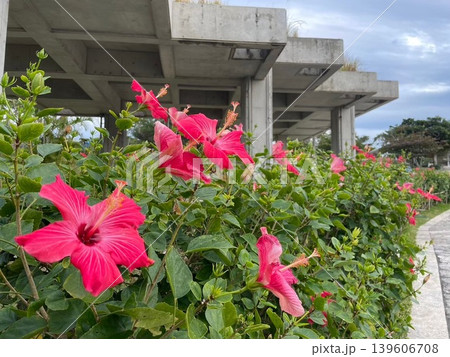 夏の青空に咲く赤いハイビスカスの花たち 139606708