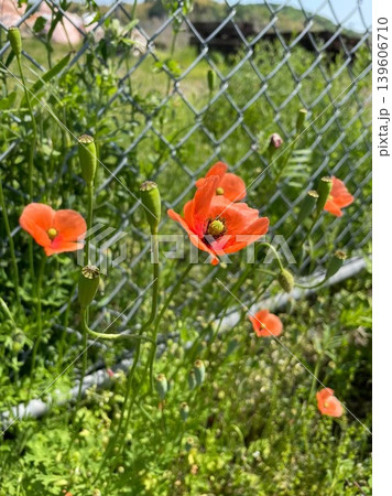 青空の緑のなかで咲くオレンジ色のヒナゲシの花 青空の緑のなかで咲くオレンジ色のヒナゲシの花 139606710