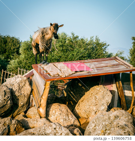 Rebel goat Rebel goat 139606758