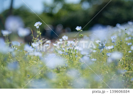 ネモフィラの花 ネモフィラの花 139606884