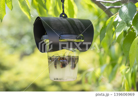 ハチ激取り 蜂 はち ハチ激取り 蜂 はち 139606969