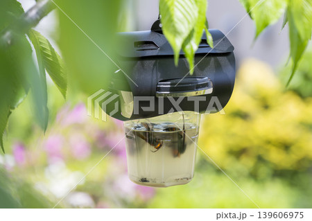 ハチ激取り 蜂 はち ハチ激取り 蜂 はち 139606975