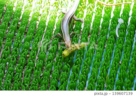芋虫らしきものを捕らえたトカゲの仲間 芋虫らしきものを捕らえたトカゲの仲間 139607139