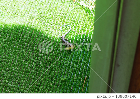 芋虫らしきものを捕らえたトカゲの仲間 139607140