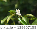 5月に咲くゆずの白い花 139607155