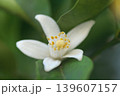 5月に咲くゆずの白い花 139607157