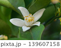 5月に咲くゆずの白い花 139607158
