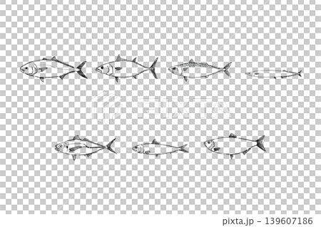 青魚セット　海水魚のイラスト素材 139607186