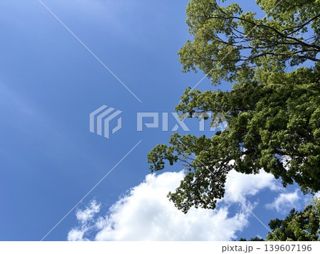 初夏の空の風景 新緑の葉と青空を見上げた爽やかな背景 初夏の空の風景 新緑の葉と青空を見上げた爽やかな背景 139607196
