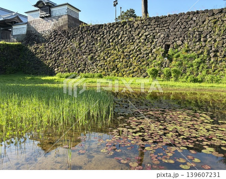 石川県の金沢城公園の湿生園 石川県の金沢城公園の湿生園 139607231