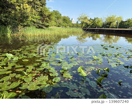 石川県の金沢城公園の湿生園 石川県の金沢城公園の湿生園 139607240