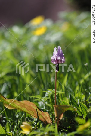 カタクリの花一輪 カタクリの花一輪 139607273