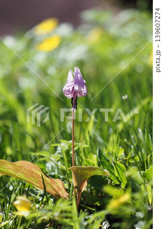 カタクリの花一輪 カタクリの花一輪 139607274