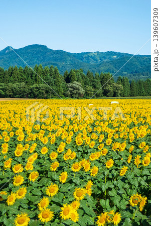 ひまわり畑(津南ひまわり広場) ひまわり畑(津南ひまわり広場) 139607309