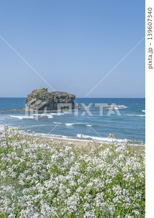 初夏の白兎海岸 初夏の白兎海岸 139607340